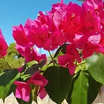 Irenulla * Posidhonia (Syros)