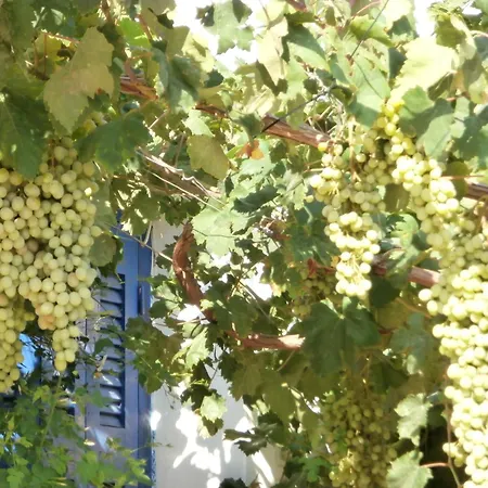 Irenulla * Ποσειδωνία