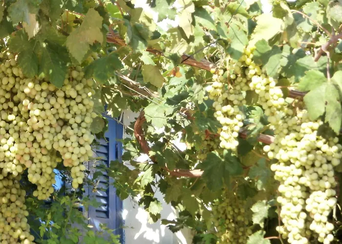 Irenulla * Ποσειδωνία