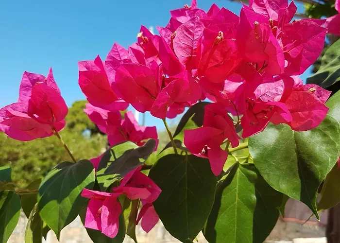 Irenulla * Ποσειδωνία